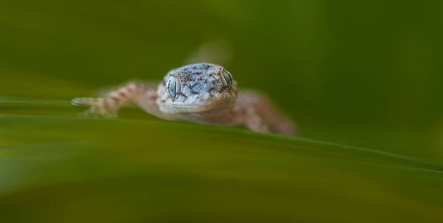 На лужайке.. Автор: iryna , iryna