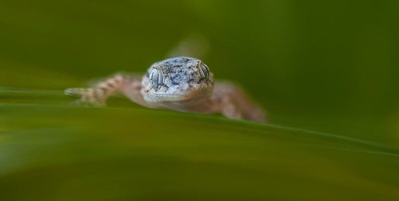 На лужайке.photo preview