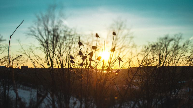 Вечер, Воробьи, Закат photo preview