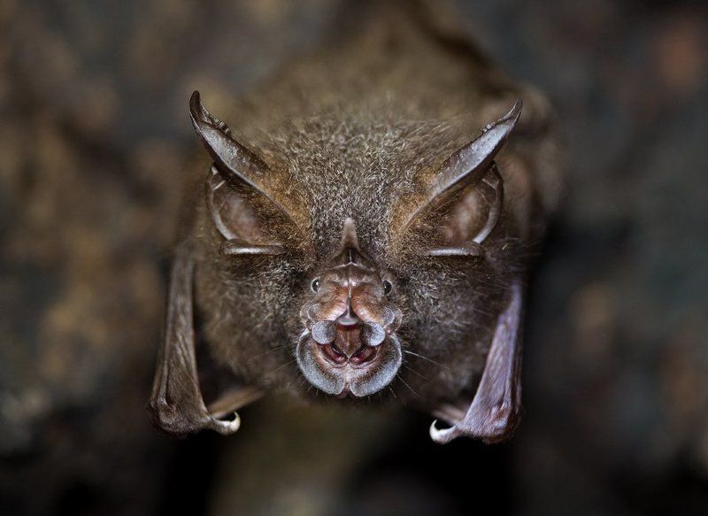 природа, вьетнам, лес, млекопитающие, тропики, азия, дикая природа, viet, vietam, asia, tropics, wildlife, nature, bat, подковонос, летучая мышь Подковоносphoto preview