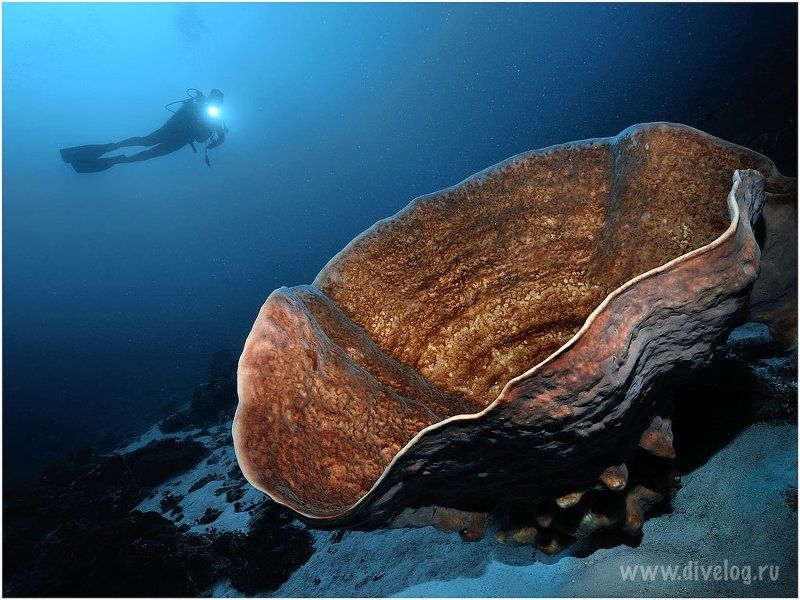 Горонтало, Дайвинг, Индонезия, Кораллы, Креветка ГОРОНТАЛО-3photo preview