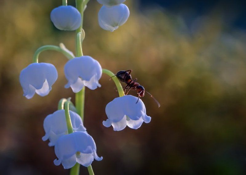 Лето-это маленькая жизнь!photo preview