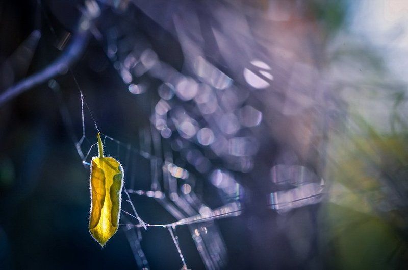 Как часто вижу я сон, в котором осень нам танцует вальс-бостон.photo preview