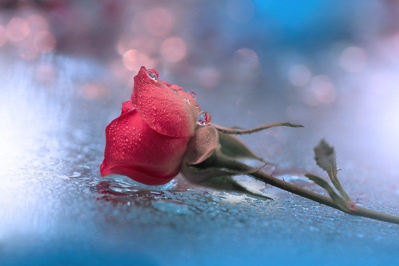 Red Passion...photo preview