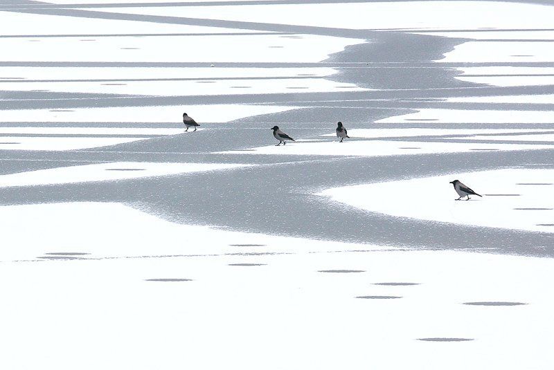 ворона, вороны, зима, природа, проталины, птица, птицы, снег Вороны на проталинахphoto preview