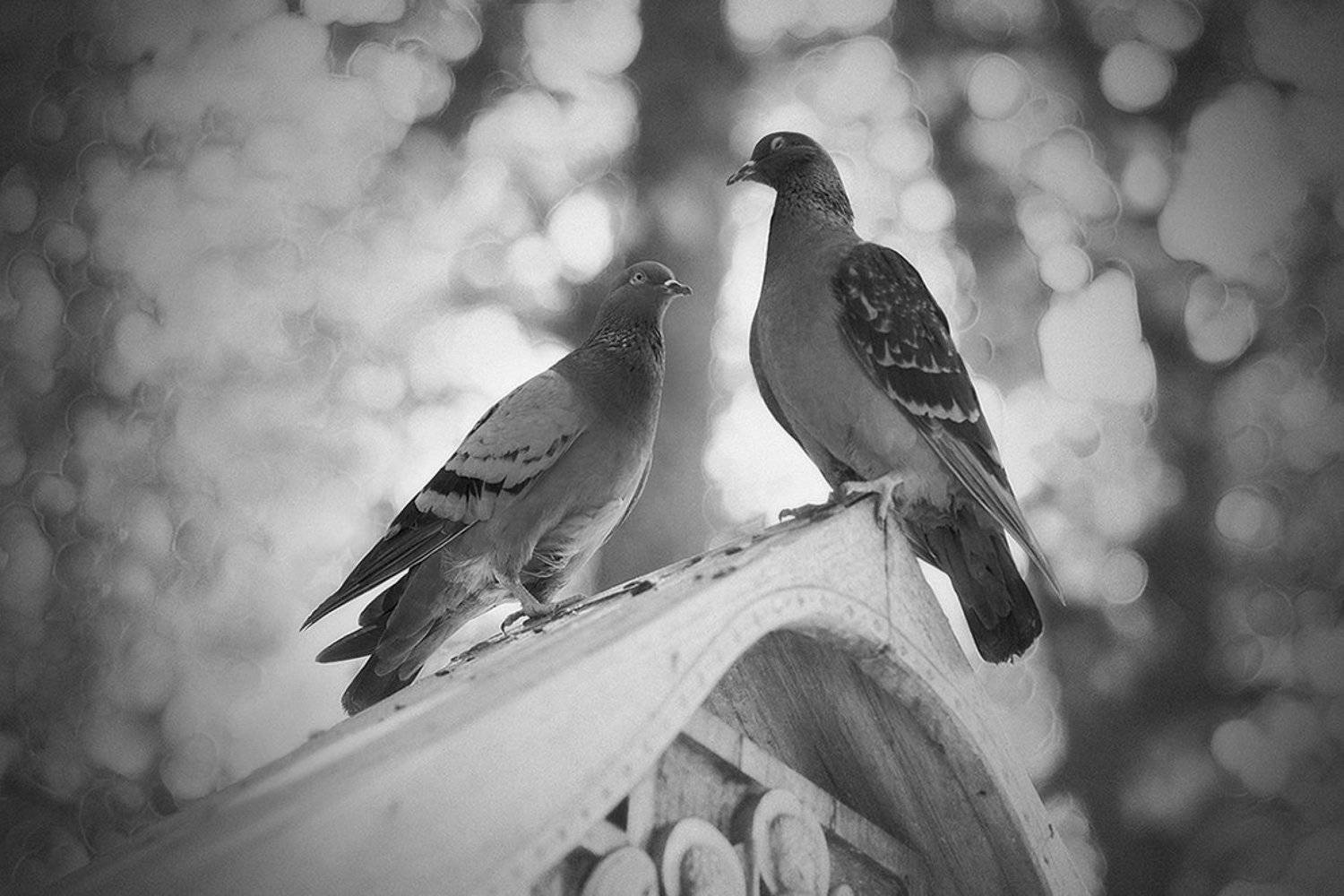 birds, голуби, птицы, Анна Кудрявцева