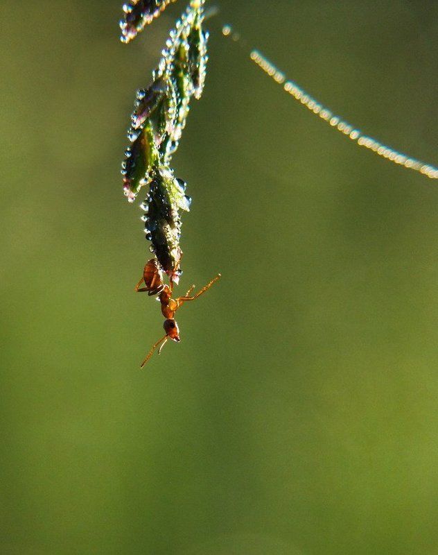 акробат, муравей, паутинка, роса, трава Акробатphoto preview