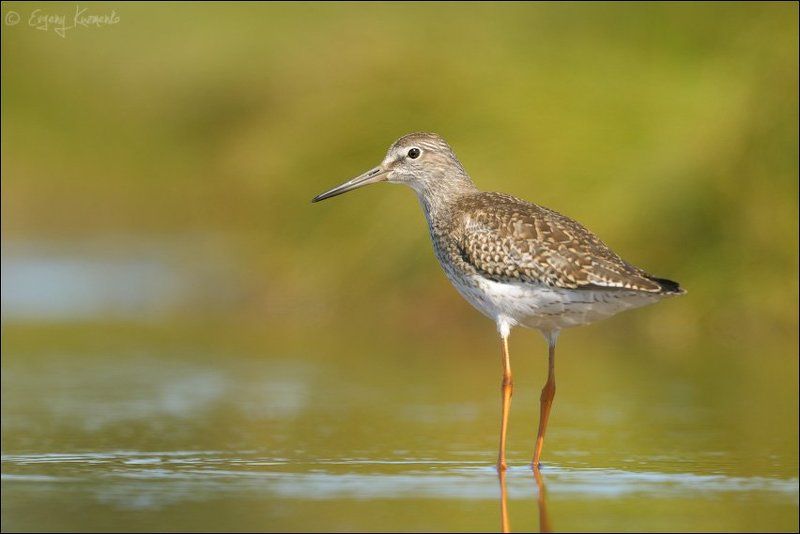 Птицы сахалина, Травник Травникphoto preview