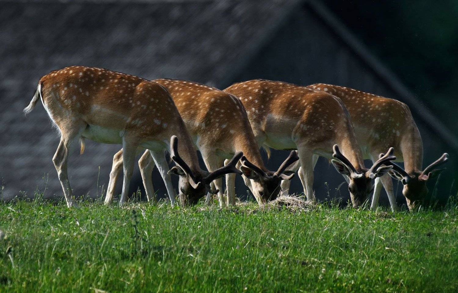 * * *. Автор: andris , andris