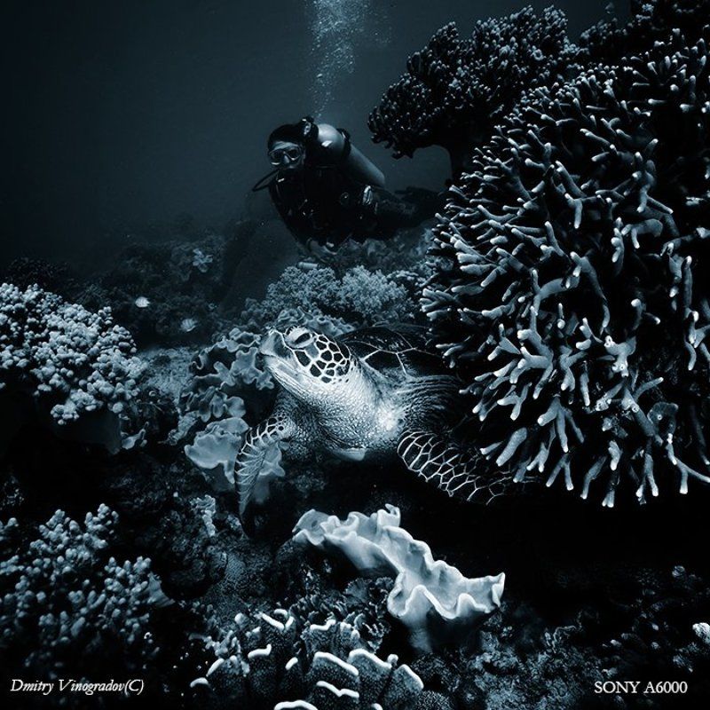 На фоне черепахиphoto preview