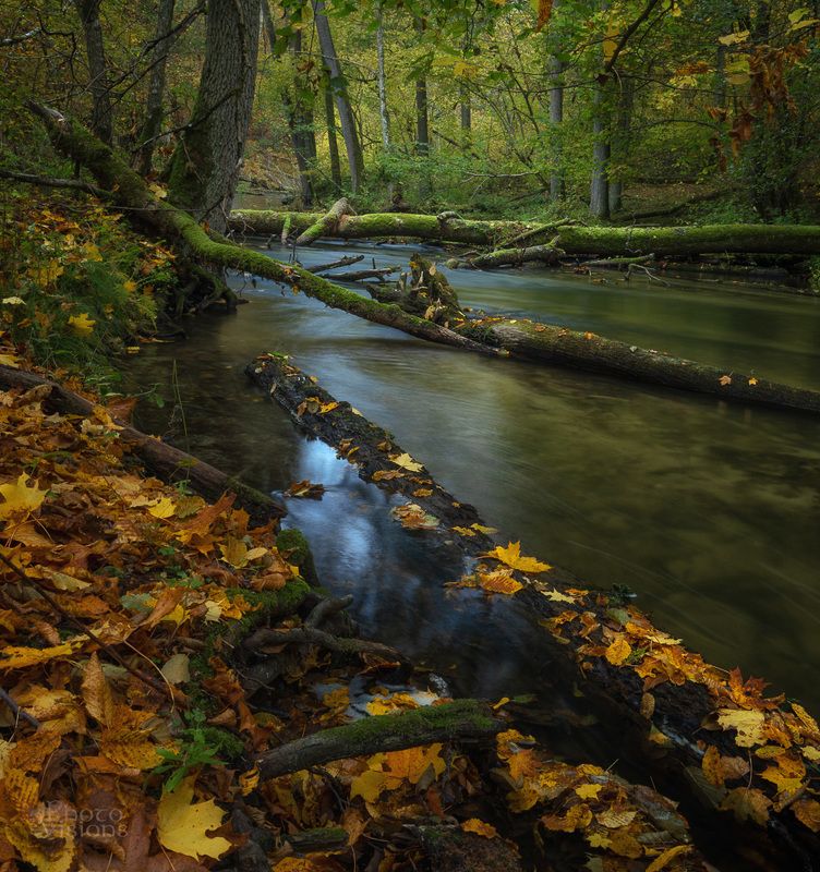 autumn,forest,woodland,woods,river,long exposure,water,autumnal, With Blue Tones фото превью