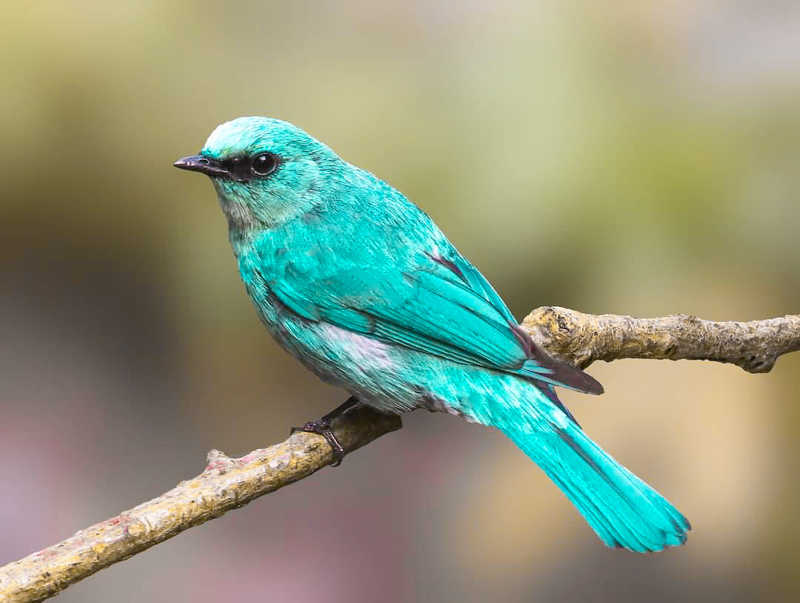 Verditer Flycatcherphoto preview