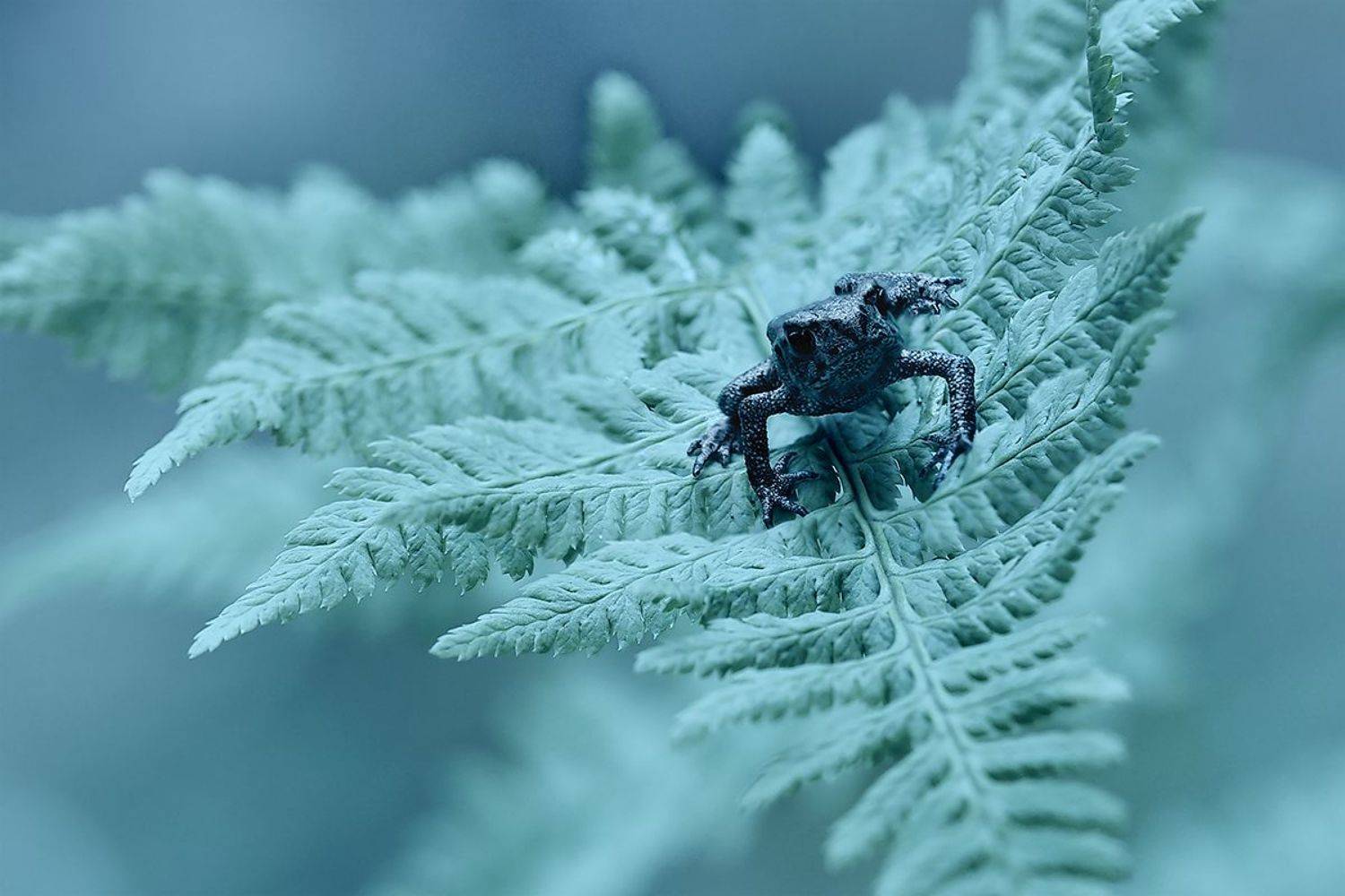 макро, лягушка, лягушонок, ночь, лес, папоротник, Sokolova Tatiana