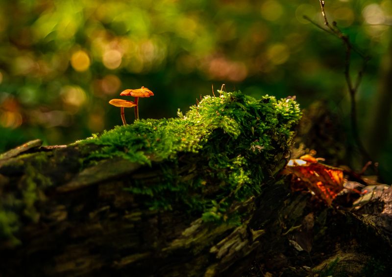 минимализм,природа Фотозарисовка в лесуphoto preview