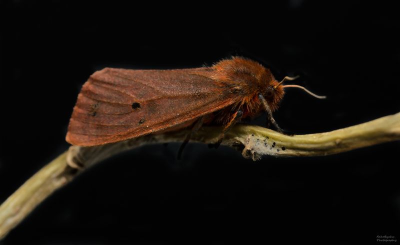 макро, природа, насекомые, бабочка, мотылек, macro, insects, nature, moth, butterfly Медведица Бураяphoto preview