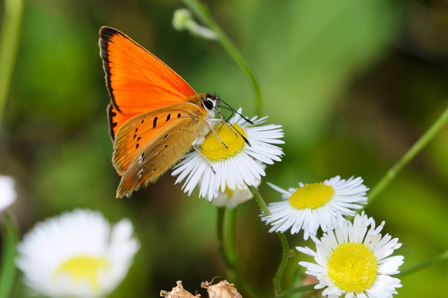 Привет, ромашки. Автор: Павел Черенков червонец огненный (золотарниковый), многоглазка огненная, lycaena virgaureae, голубянки, lycaenidae, бабочка, Павел Черенков