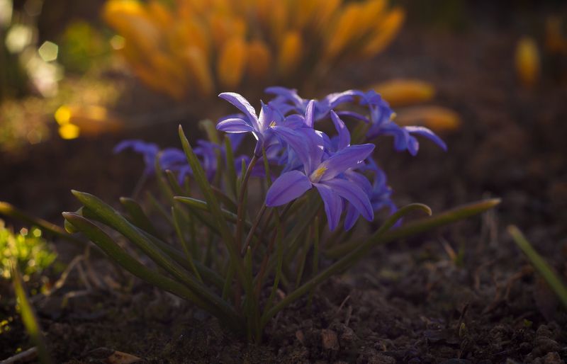 пролеска, подснежники, весна, цветы photo preview