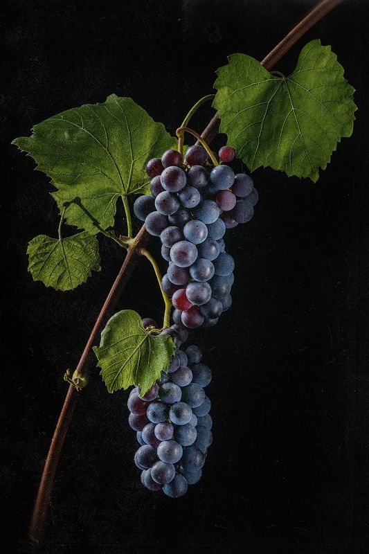 виноград, ягоды, флора, растения, синий Изабеллаphoto preview