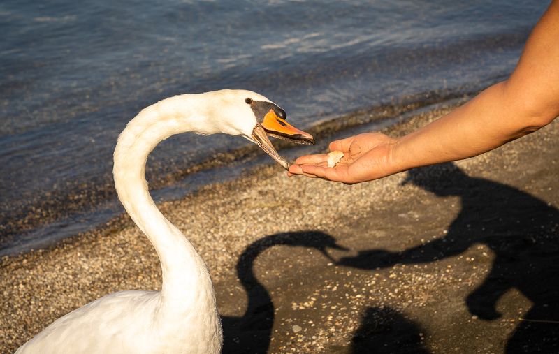 Жизнь и тениphoto preview