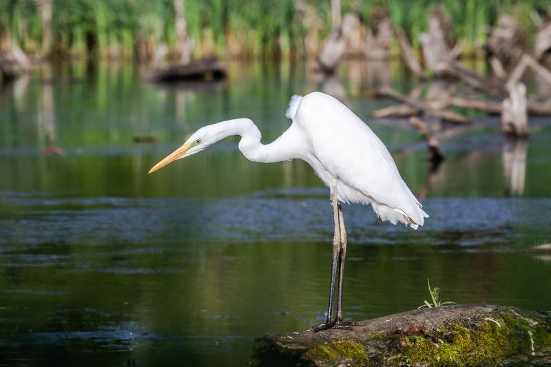 Прогулки по озеру.photo preview