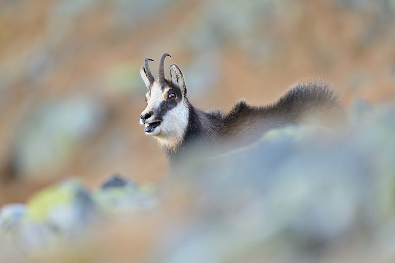 wildlife, slovakia, chamois, rupicapra, Tatra chamoisphoto preview