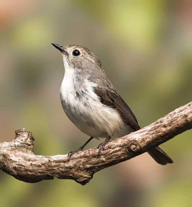 #Birds #Birding #Birdphotography Ultramarine Flycatcherphoto preview