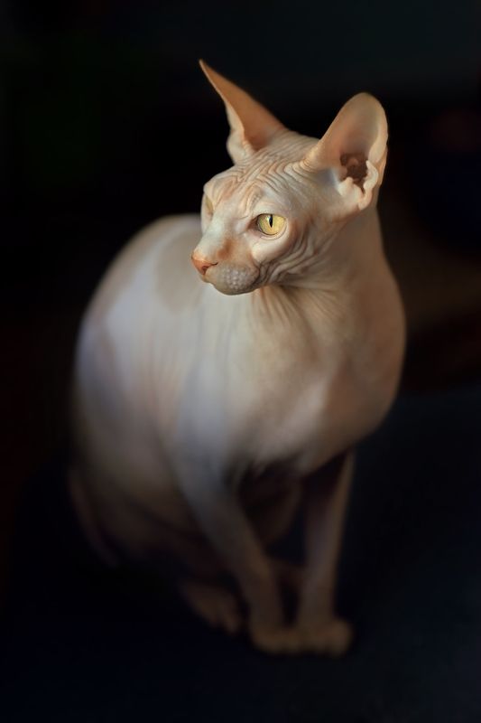 сфинкс кот кошка Кайphoto preview