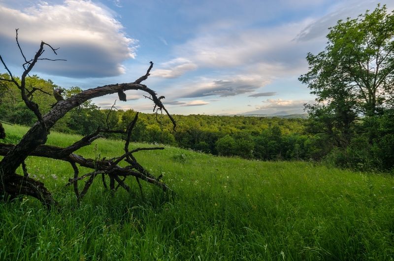 лето, поляна photo preview