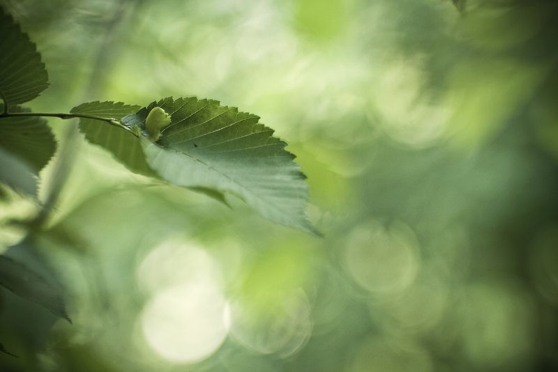 Листочекphoto preview