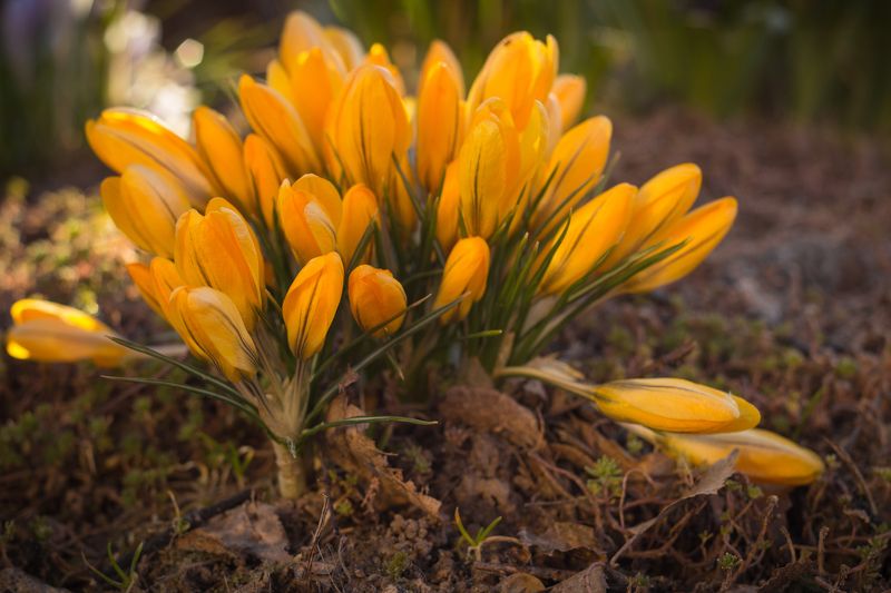 крокусы, подснежники, весна, цветы photo preview