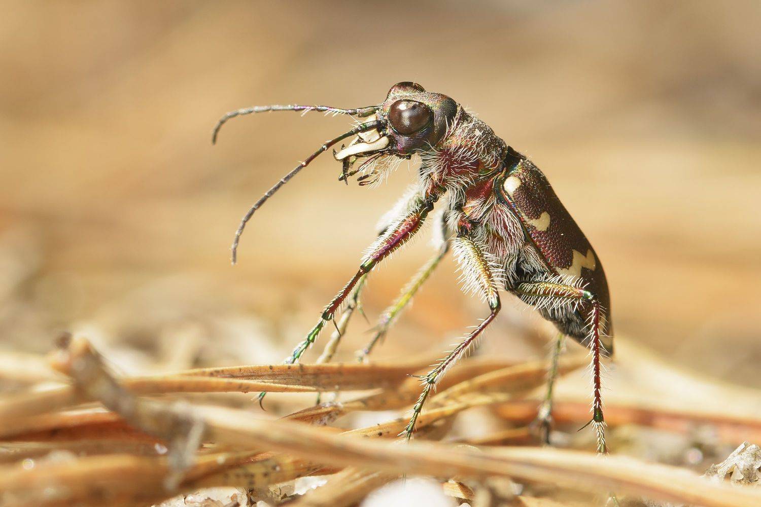 Дитя солнца. Автор: Павел Черенков скакун-межняк, cicindela hybrida, скакуны, cicindelinae, жук, Павел Черенков