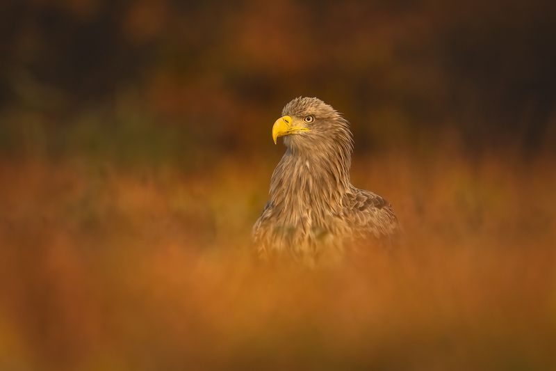 Орлан-белохвост....photo preview