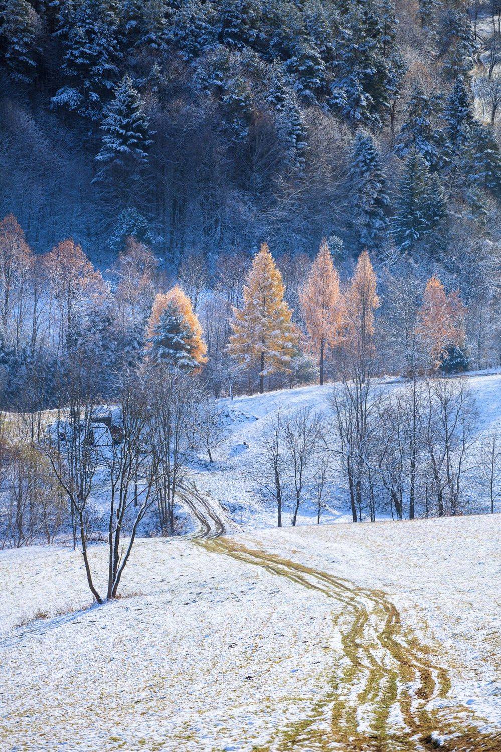 Winter has come. Автор: Mirosław Pruchnicki winter, bieszczady, road, tree, forest, mountains, snow, frozen, Mirosław Pruchnicki