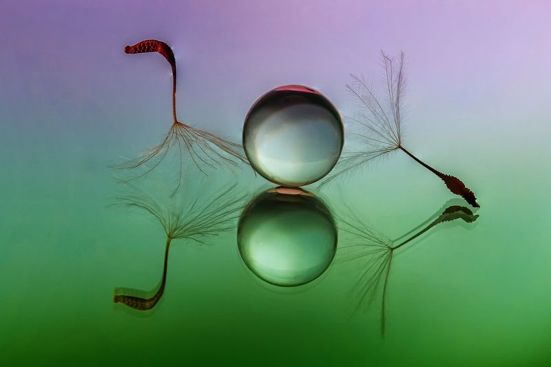 water, drops, macro, colores, plant LITTLE SYMPHONY XXXphoto preview