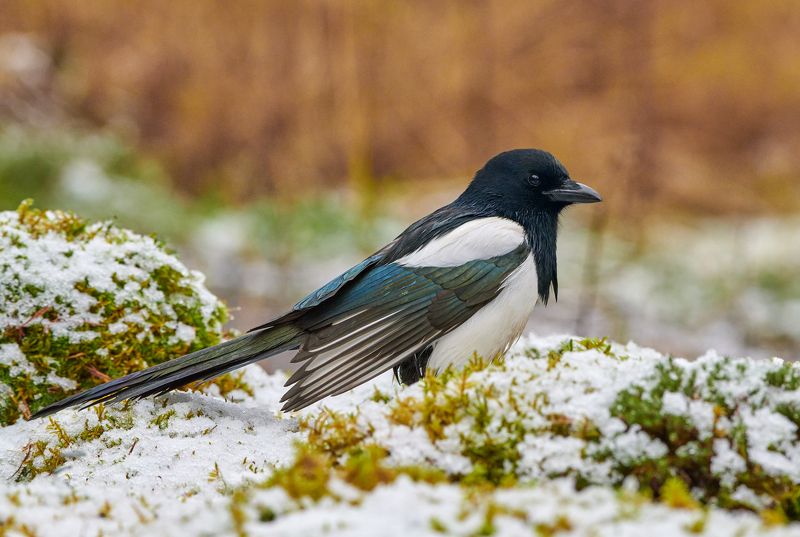 #bird #wildlife #nature #birdphotography Сорока-белобокаphoto preview