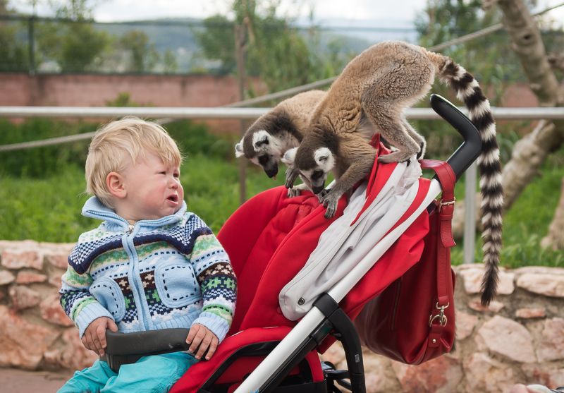 Потирая лапкиphoto preview