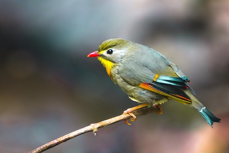 Red Billed Leothrixphoto preview