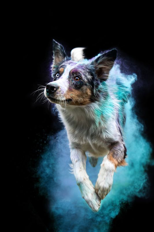 фотограф собак краски холи черный фон животные аусси  Пес Пиксель и краски холиphoto preview