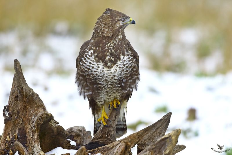 Канюк фото превью