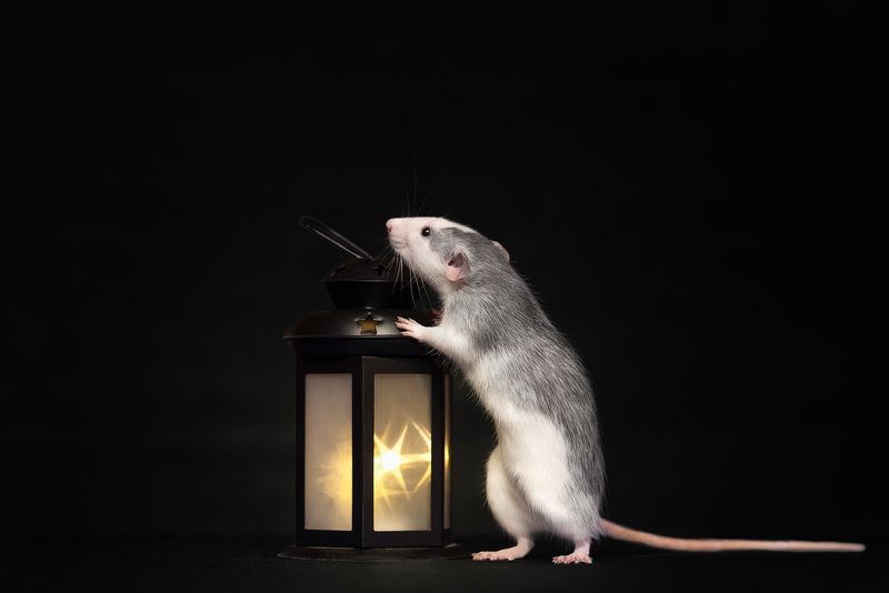 Флэшкаphoto preview