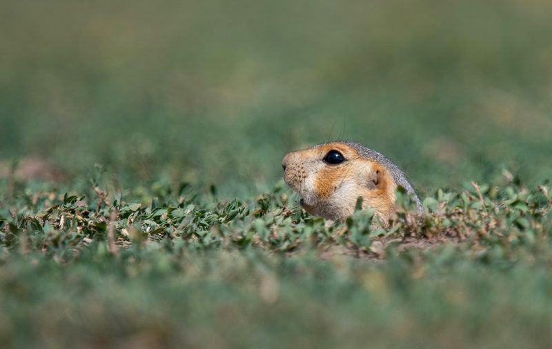 суслик Перископphoto preview