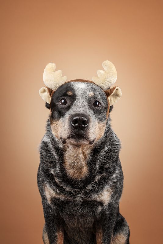 Австралийский оленьphoto preview