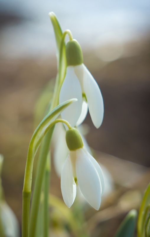 галантусы, подснежники, весна, цветы Первыеphoto preview