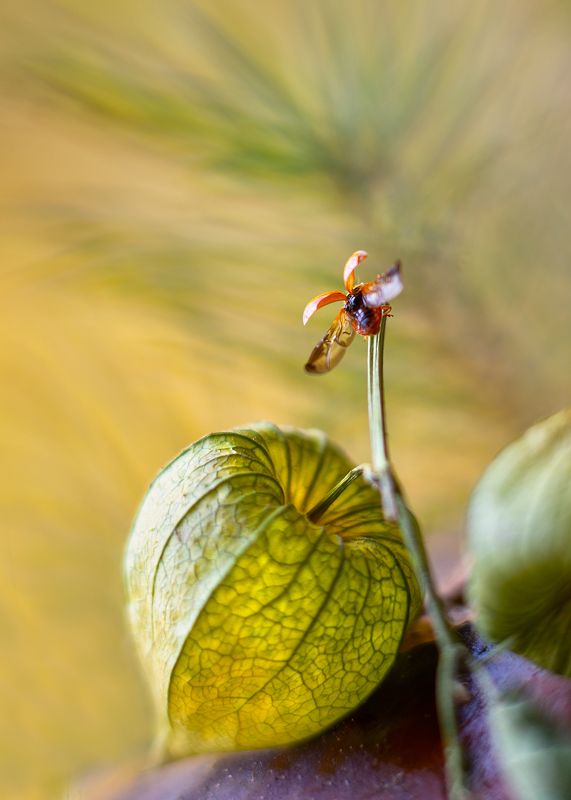 Про букашку) фото превью