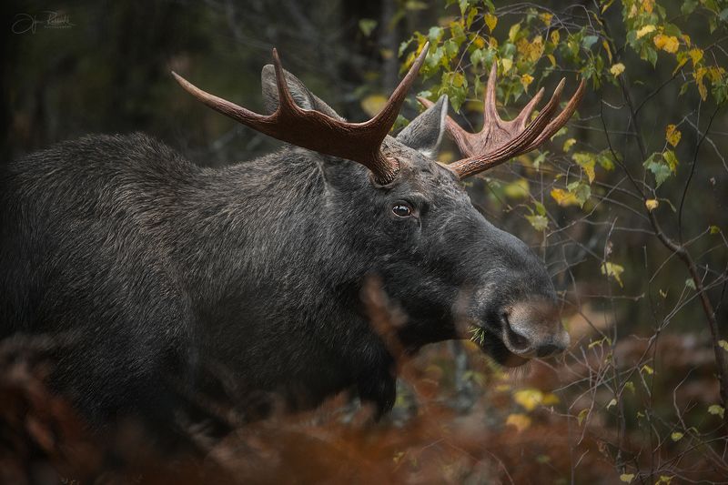 лось, сохатый, дикая природа, гон, беларусь, животные, природа, фотоохота Сохатыйphoto preview