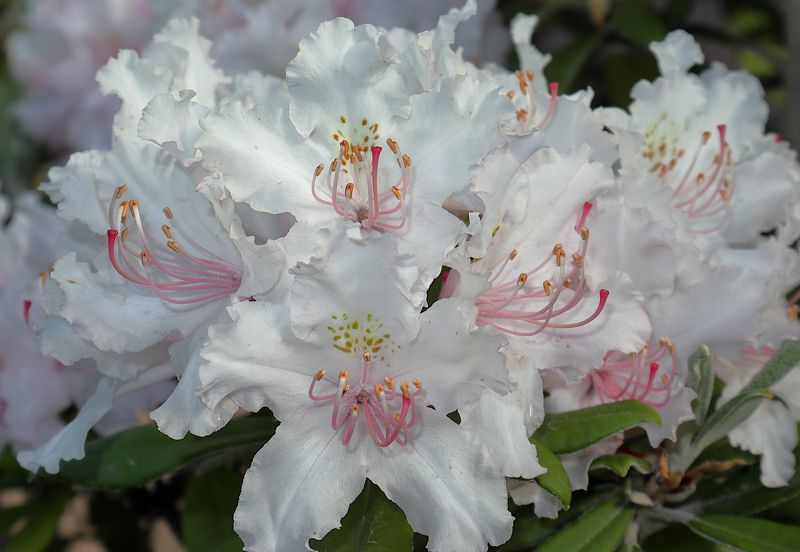 рододендрон цветок Rhododendron smirnowii фото превью