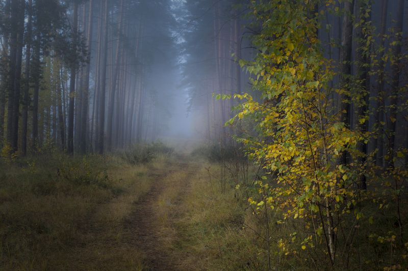 ********photo preview