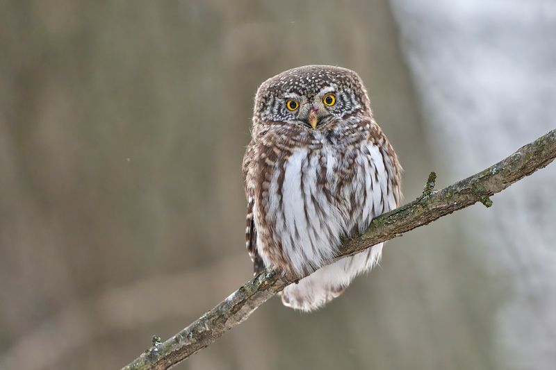 Воробьиный сычphoto preview