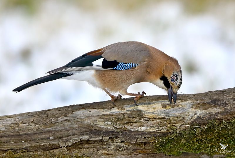 Сойка.photo preview