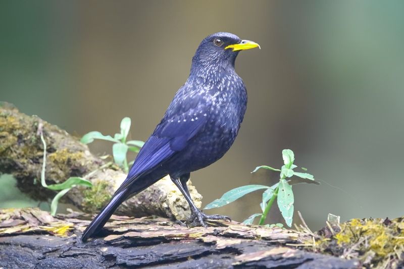 Blue Whistling Thrushphoto preview